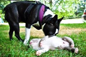 Crowdsourcing a puppy